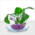Aquatic Plants