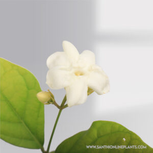 Arabian Jasmine Plant (Gundu malli)