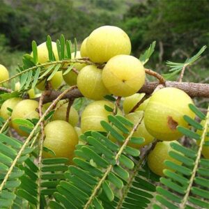 Amla Fruit Plant-Periya Nelli