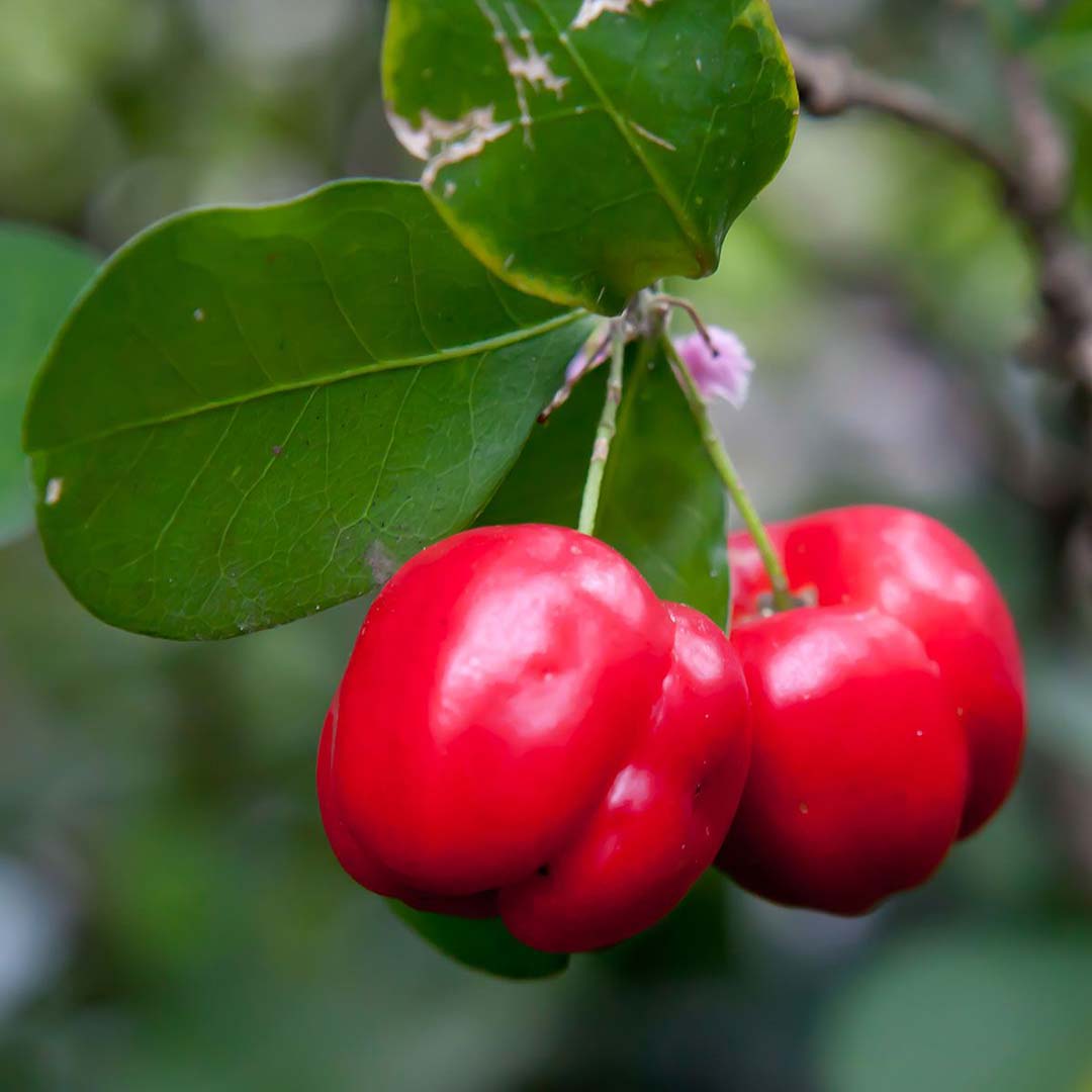 Barbados Cherry Plant Santhi Online Plants Nursery