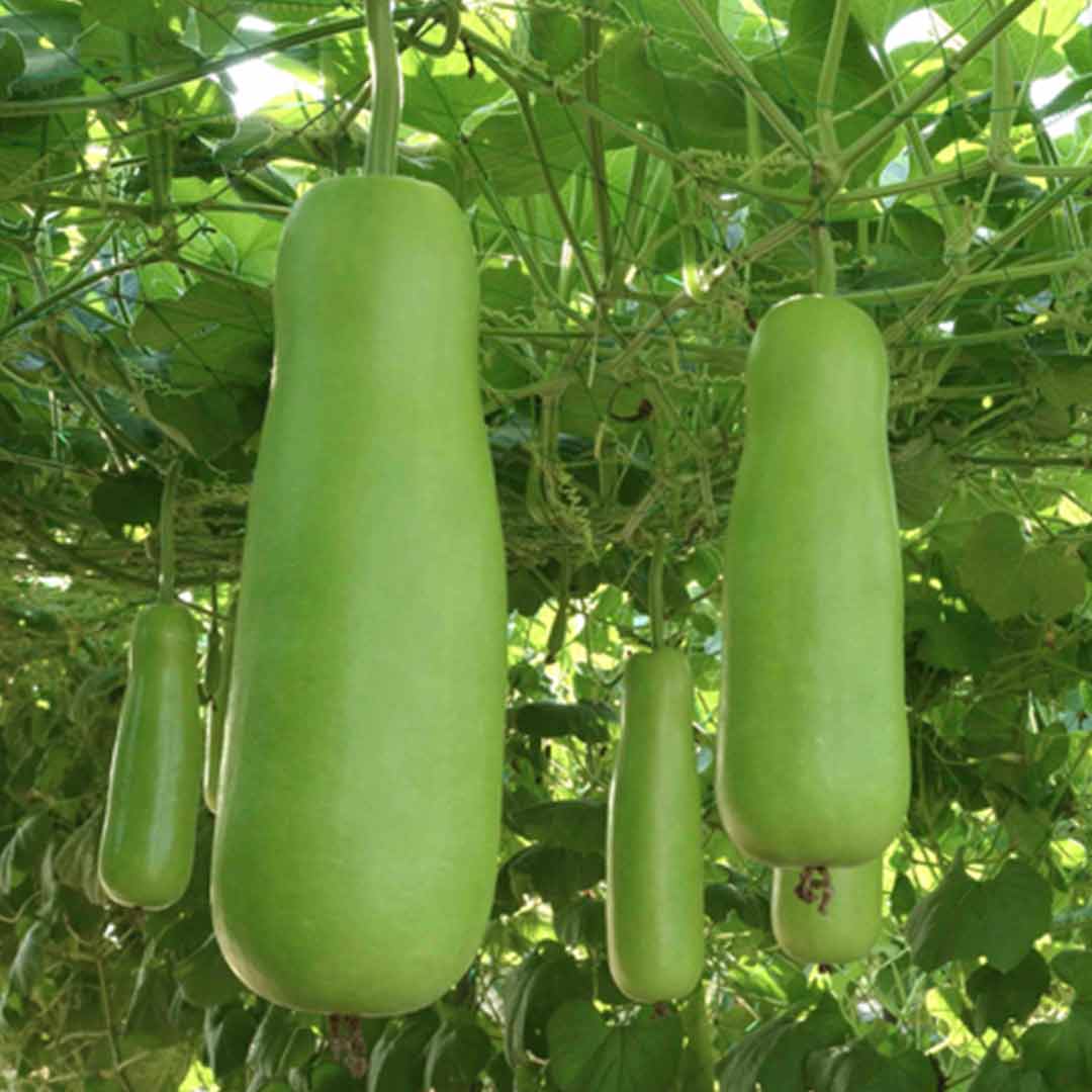 bottle gourd plant