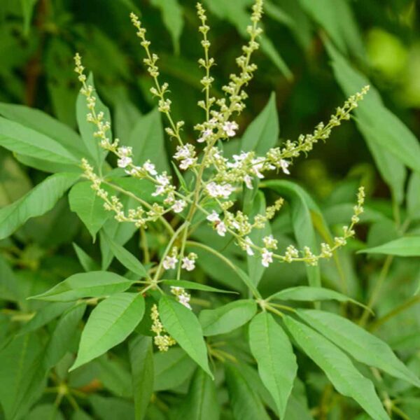 Herb Nochi Plant-Nirgundi