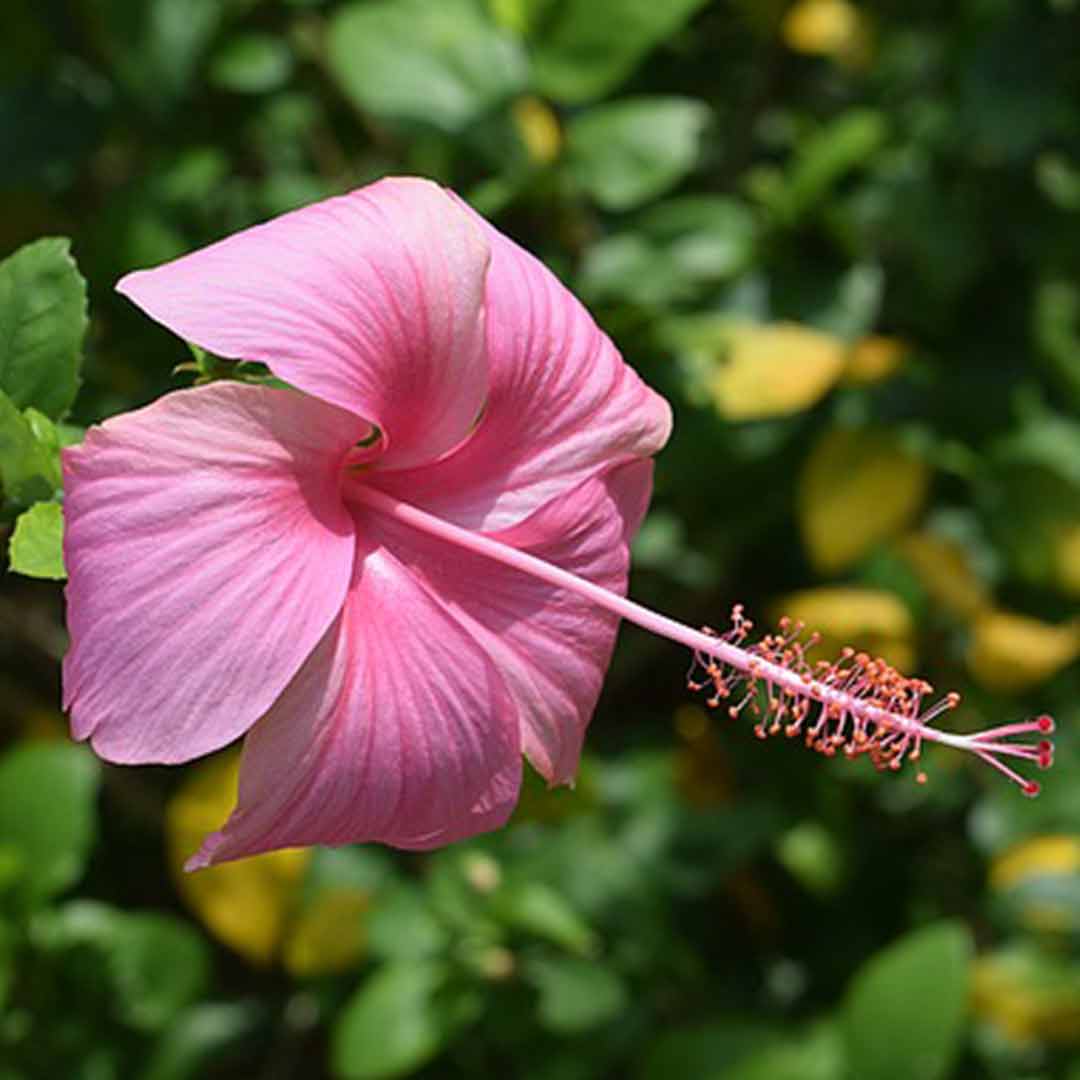 hibiscus pink plant