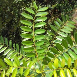 Lakshmi tree-Simarouba Glauca