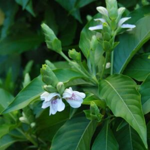 Malabar Nut Plant-Adathodai