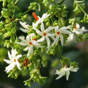 Pavala Malli-Night blooming jasmine Plant