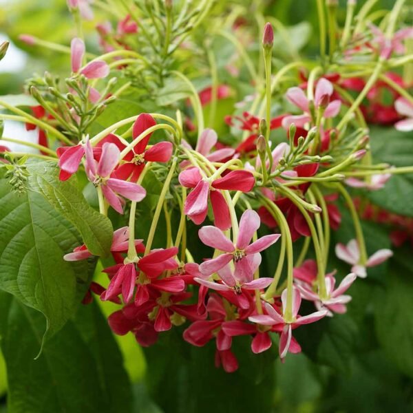 Rangoon Creeper Plant (Madhumalati Vine)