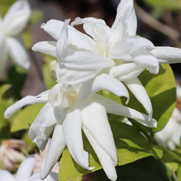 Royal jasmine plant-Getti malli