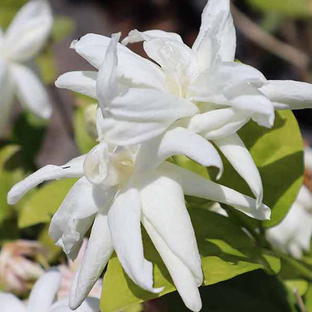 Royal jasmine plant-Getti malli - Santhi Online Plants Nursery