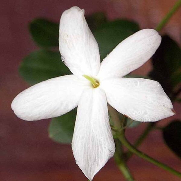 Spanish jasmine