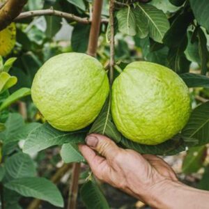 Taiwan White Guava