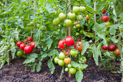 Tomato Plant (Thakkali)