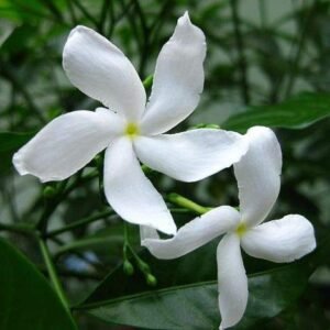 Vivasaya Nanthiyavattai (Crape Jasmine)