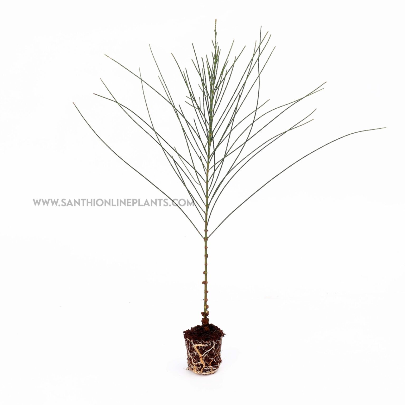 Nerium oleander santhi online plants nursery