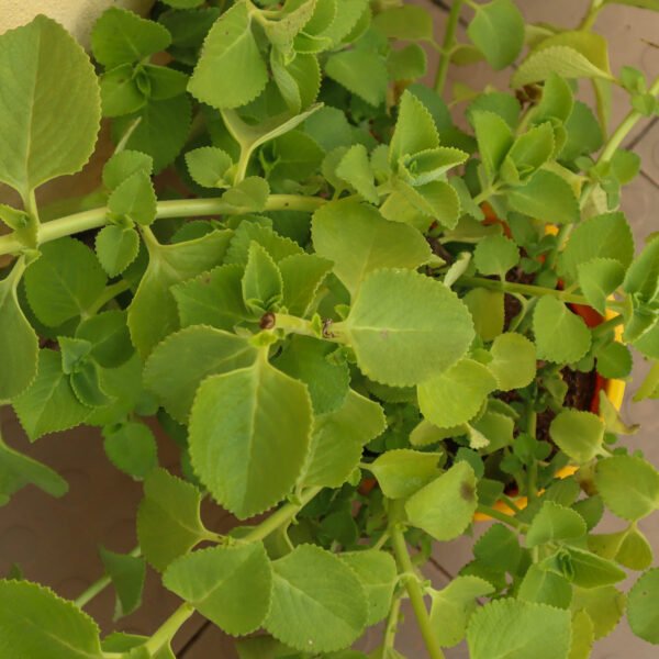 Coleus Amboincus Plant-Karpura Valli