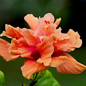 hibiscus orange plant