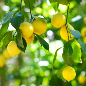 Lemon Plant  