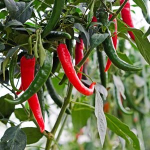 Long Chilli Plant(Milagaai)