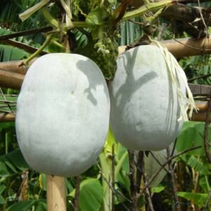 White Pumpkin Plant (Poosanaikkaai)