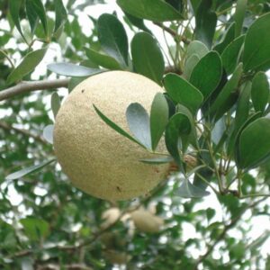 Wood Apple-Kaith Tree-Vila Maram