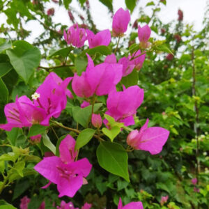 Bougainville Pink Plant