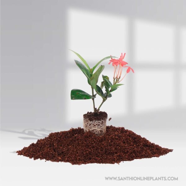 Ixora Singapuri Pink Plant