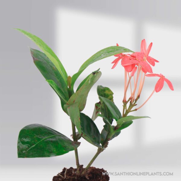 Ixora Singapuri Pink Plant