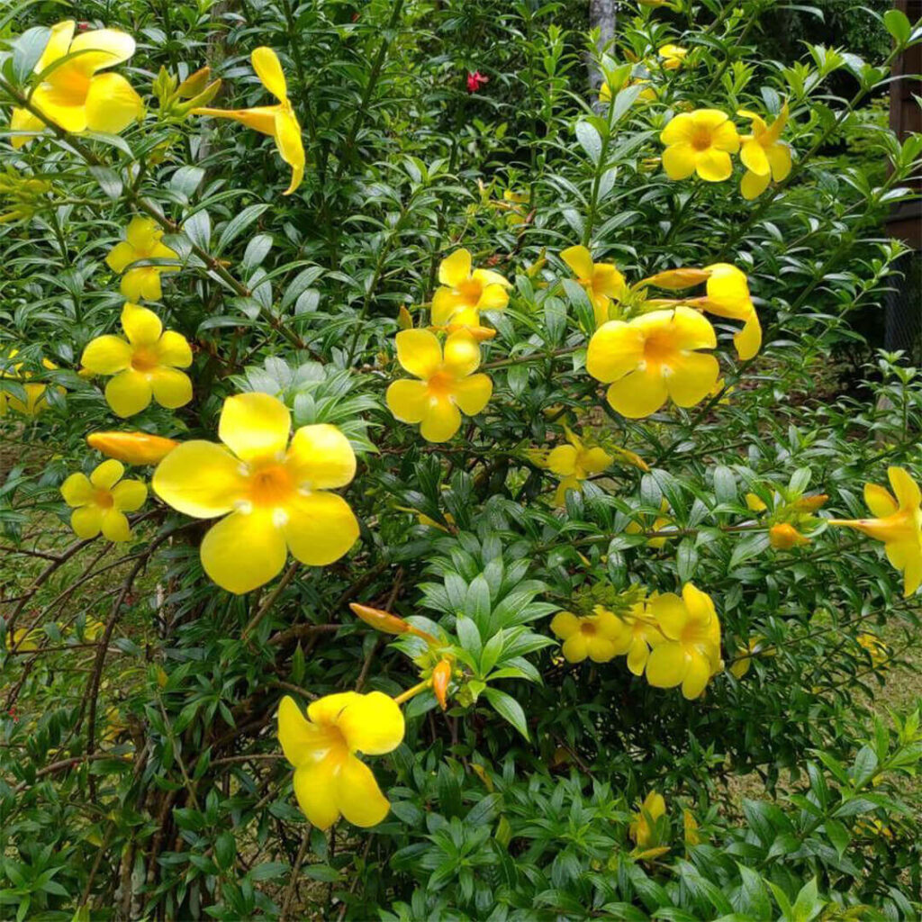 Allamanda Bush Yellow Plant Santhi