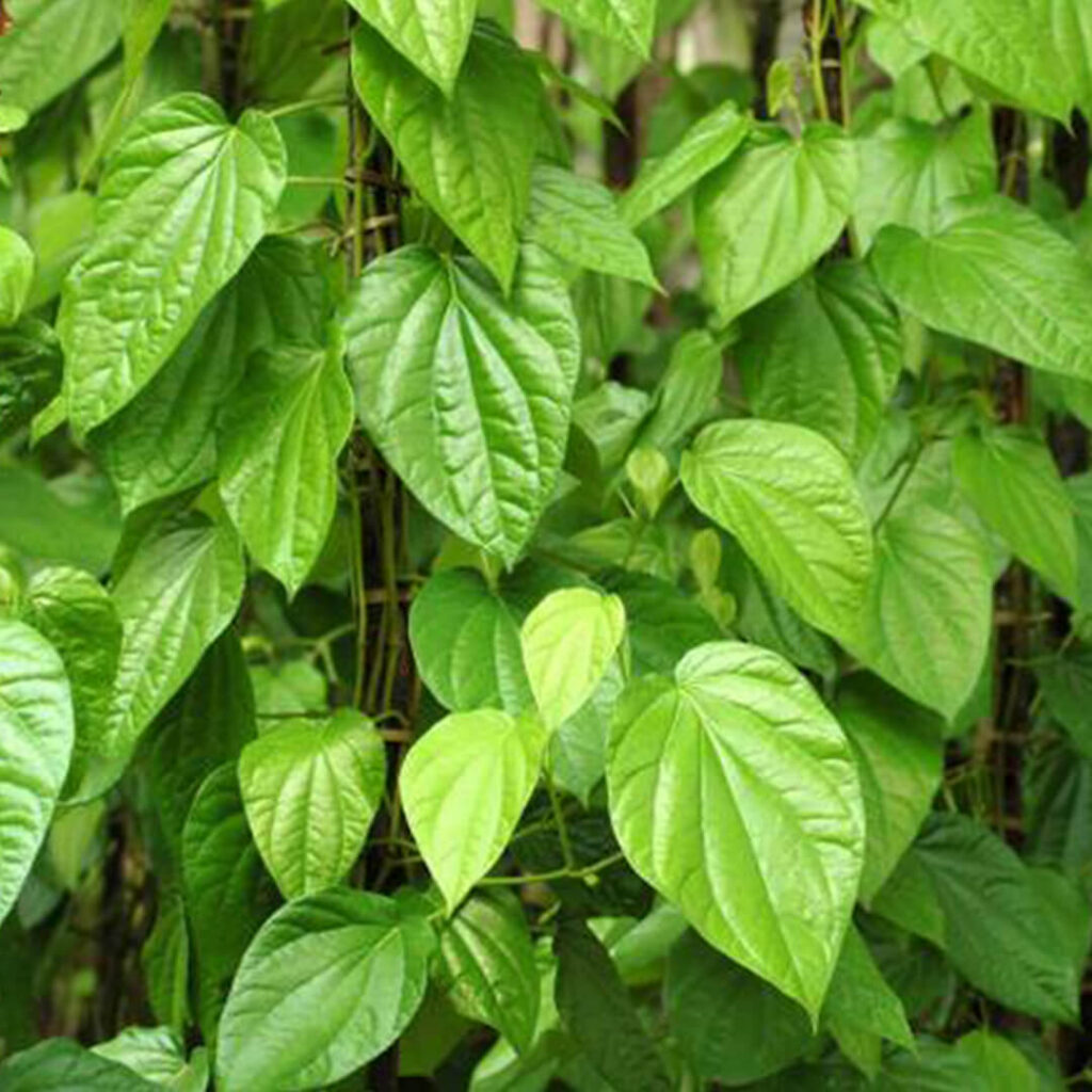 Betel Leaves Plant (Vetrilai) - Santhi Online Plants Nursery