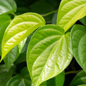 Betel Leaves Plant - Salem Vetrilai
