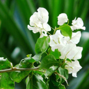 Bougainvillea White Plant