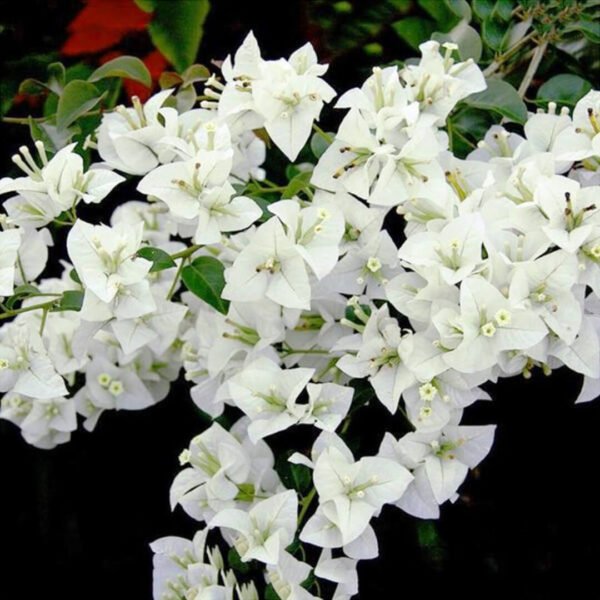 Bougainvillea White Plant