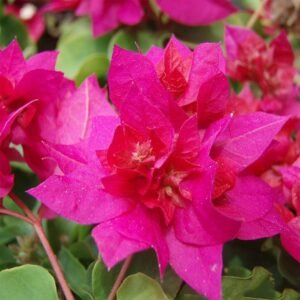 Bougainvillea Pink Layered Plant