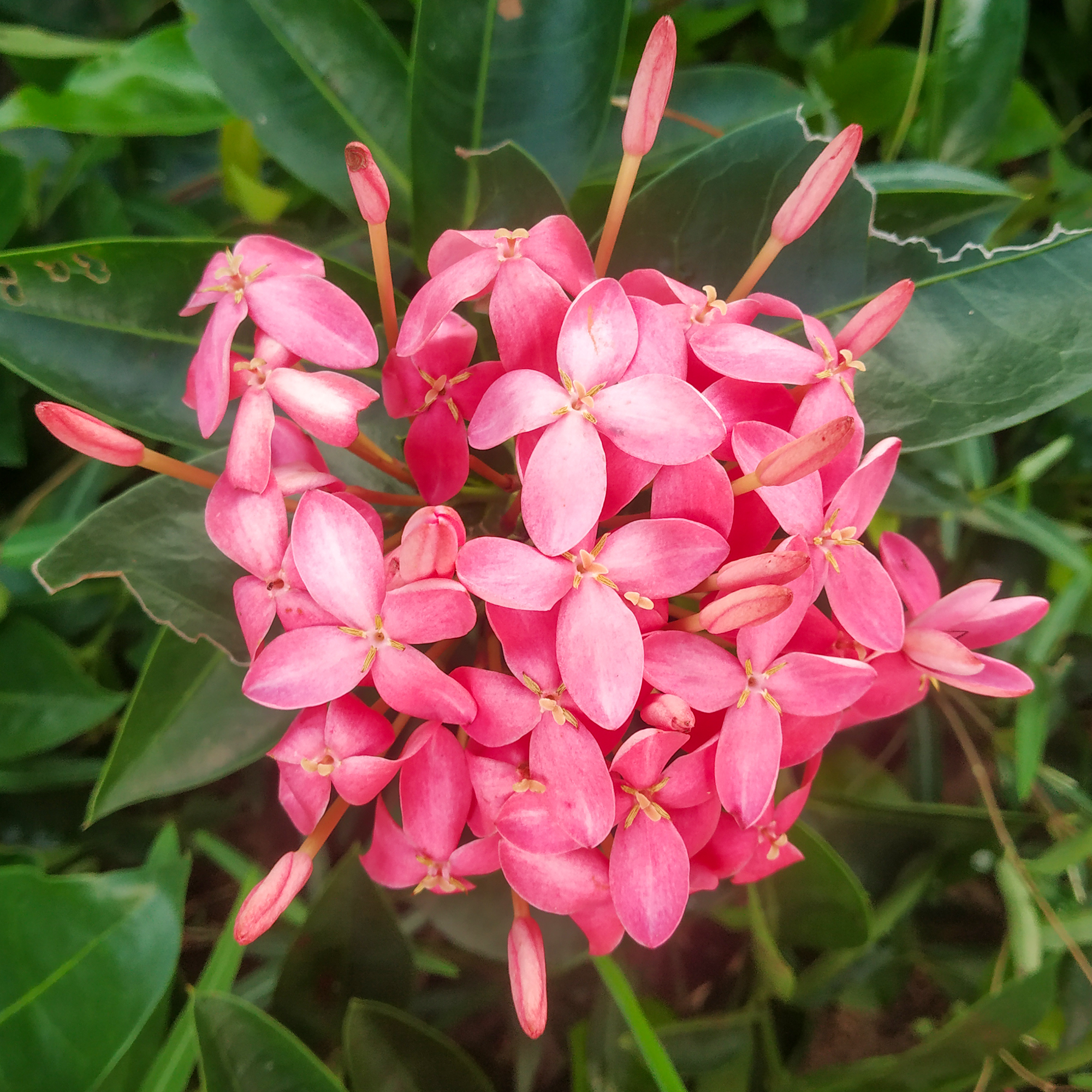 Ixora Pink Plant - Santhi Online Plants Nursery