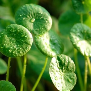 Centella Asiatica Plant (Vallarai)