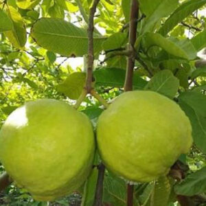 L49 white guava plant (Lucknow49)