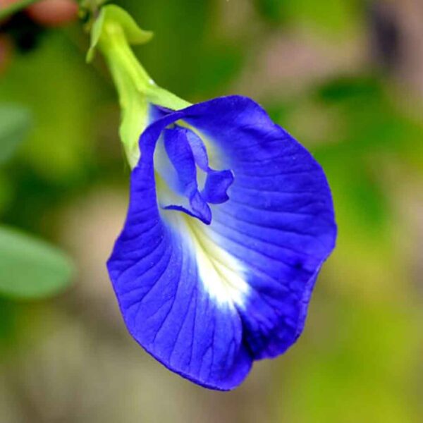 Clitoria Ternatea Plant (Blue) - Sangu Poo