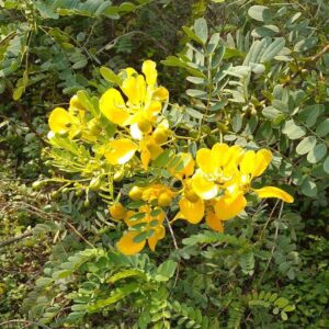 Senna Auriculata Plant (Aavaram Poo)