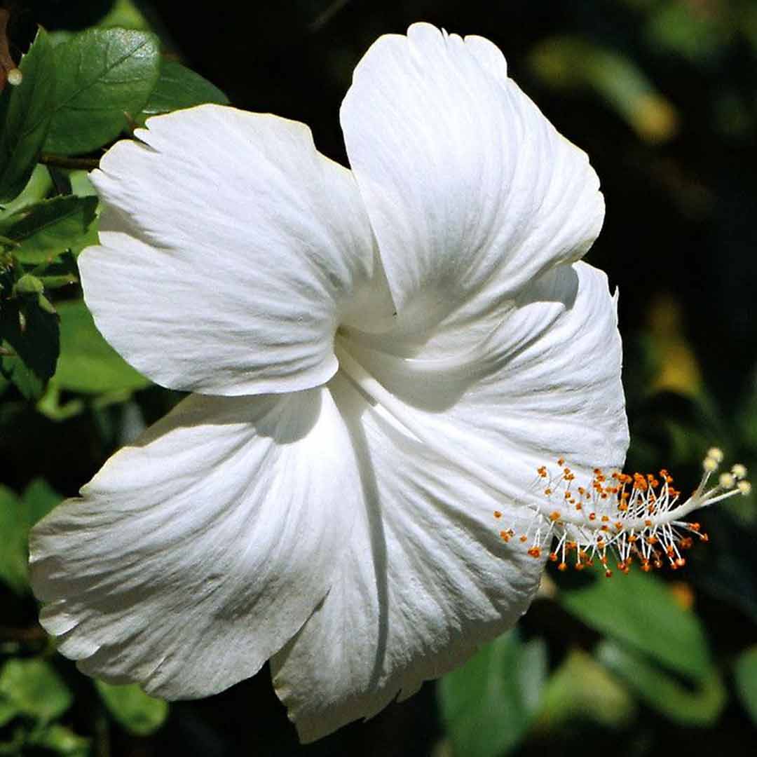 Hibiscus White plant - Santhi Online Plants Nursery