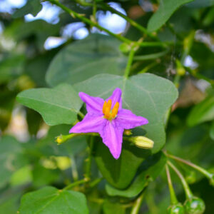 Solanum Trilobatum Plant-Thuthuvalai