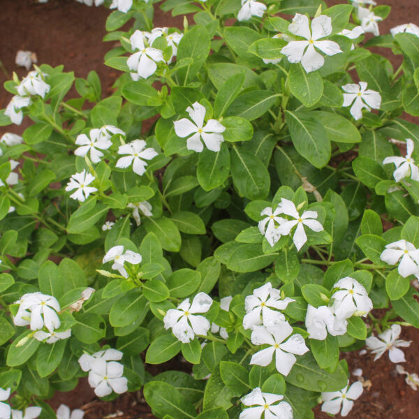 Madagascar Periwinkle White plant