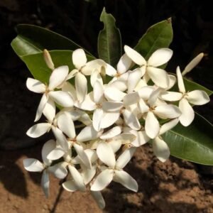 ixora white