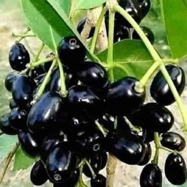 Jamun Fruit (Naval Maram)