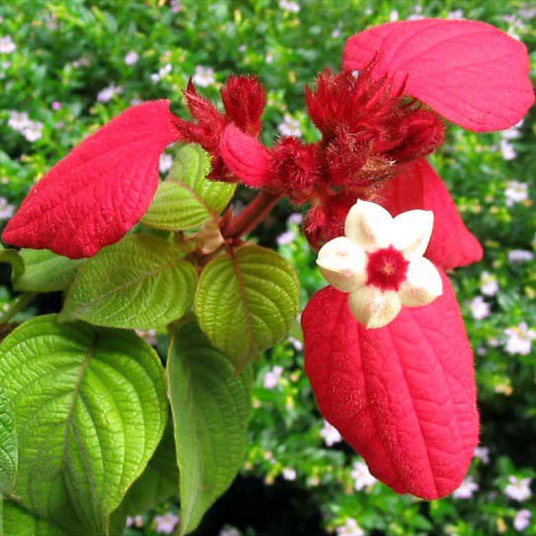 Mussaenda Red Plant