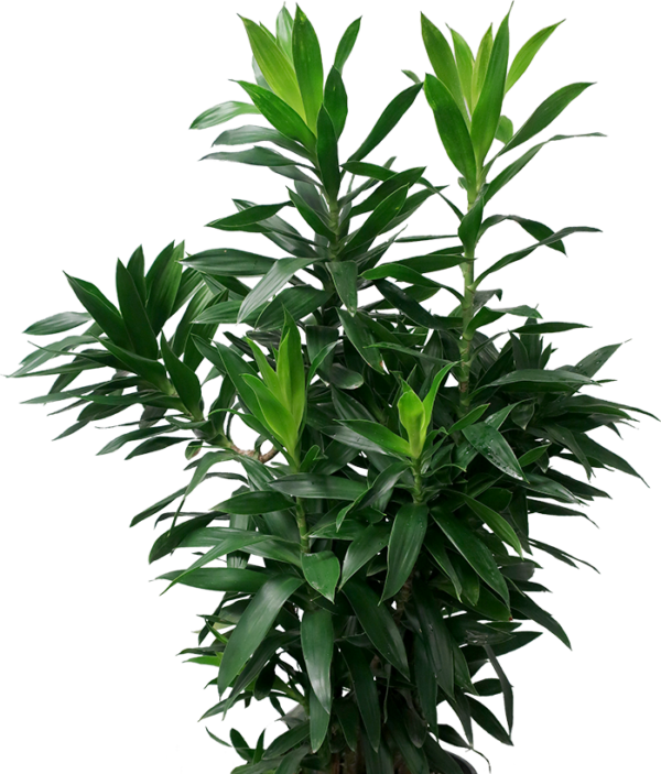 Song of India Green Plant
