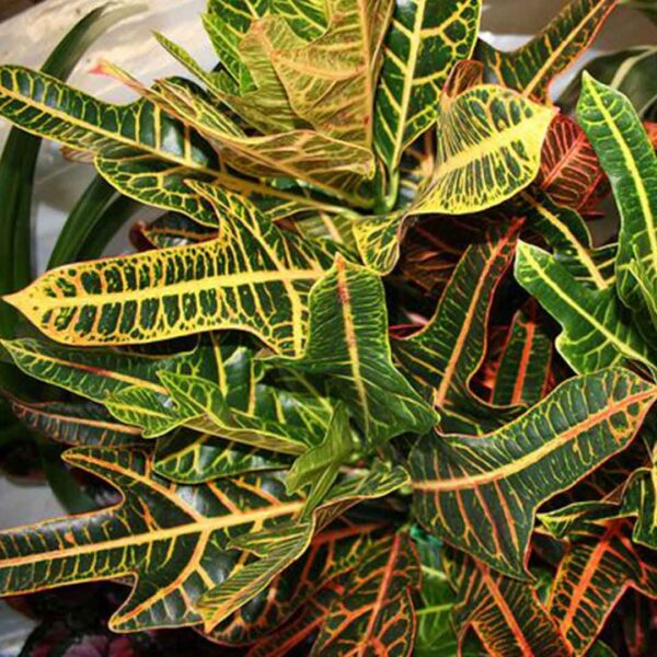 Oak Leaf Croton Plant