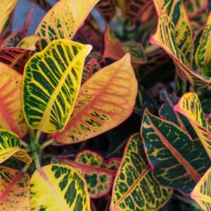 codiaeum variegatum