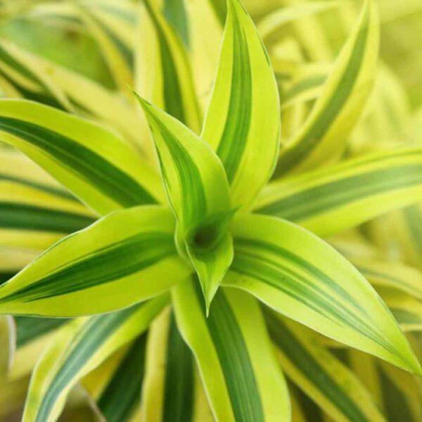 Yellow Green Spider Plant