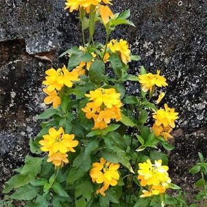 Crossandra Yellow ( Kanakambaram)