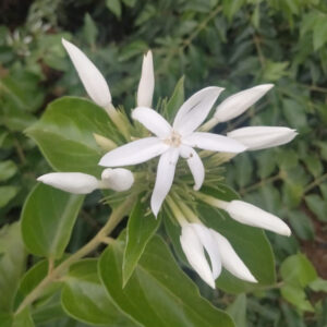 Big Kagattan plant (Star jasmine big)